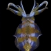 squid_reef_bigfin_bb_v_1420_alo3513.jpg